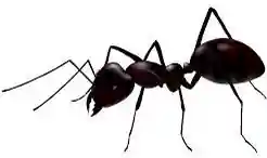 Ant