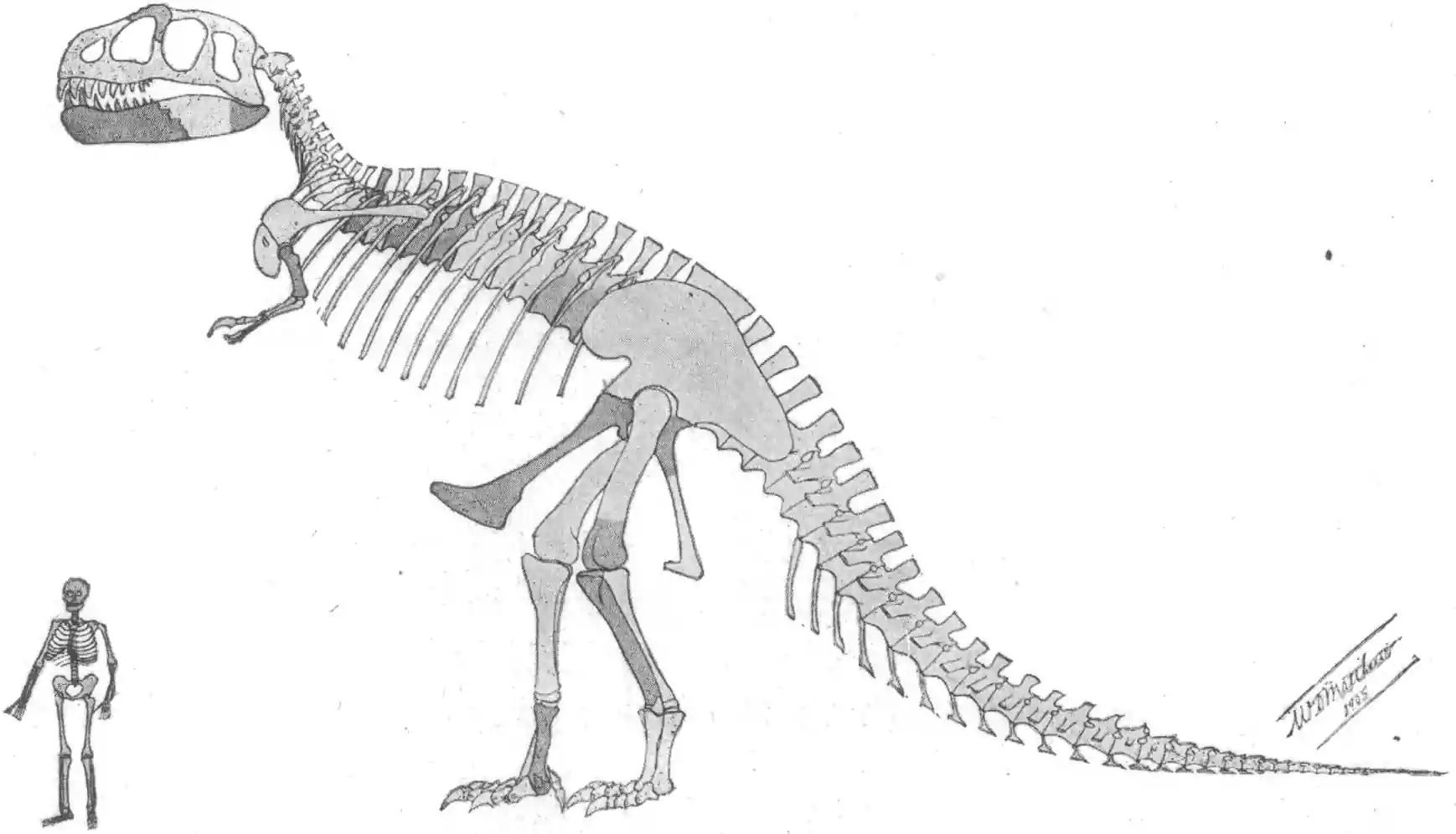 Tyrannosaurus rex skeleton
